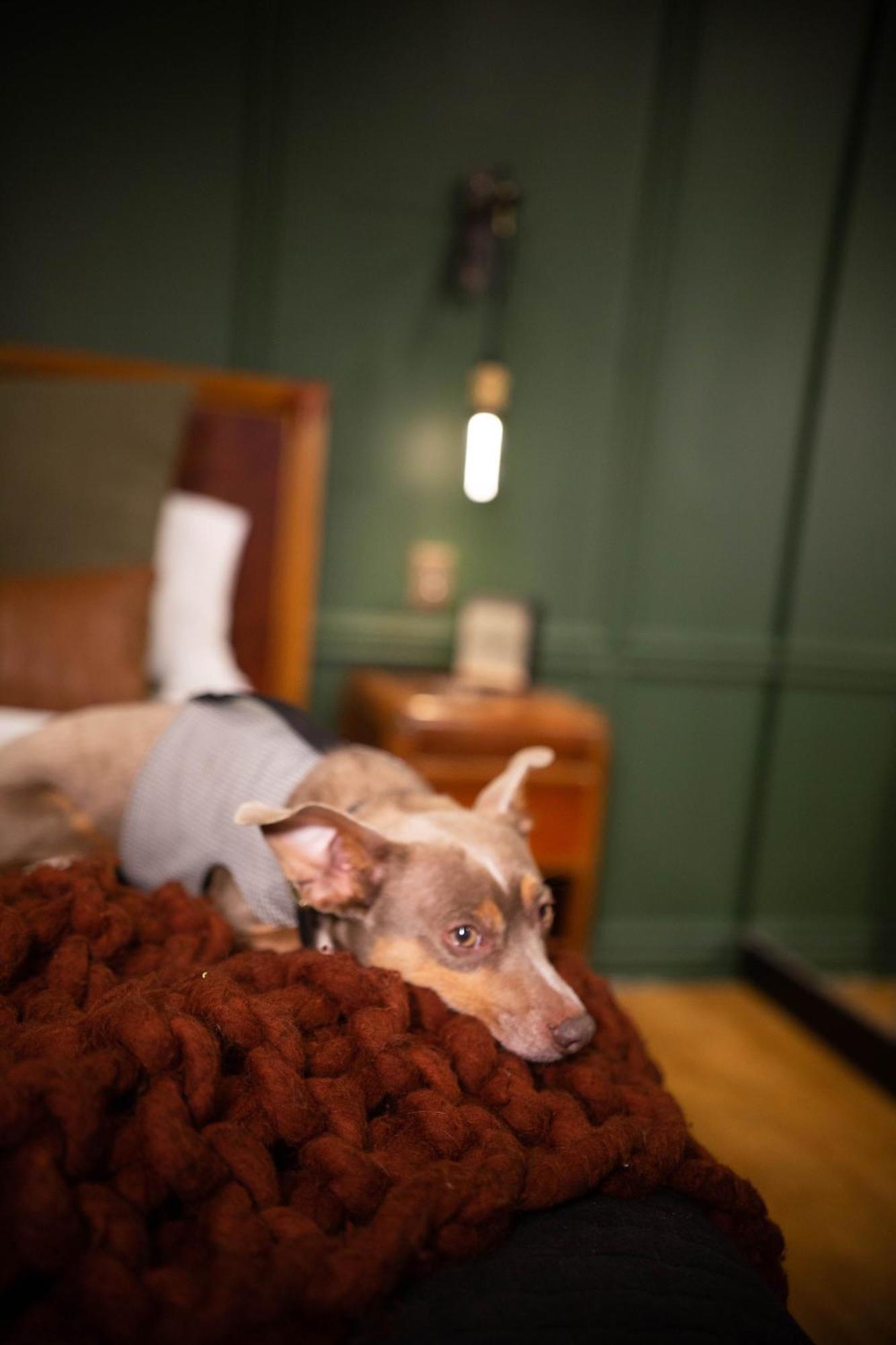 New Slytherin - Dogs Ok * Los Angeles